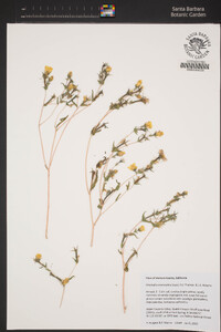 Mentzelia eremophila image