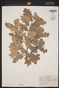 Quercus lobata image