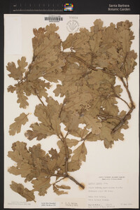 Quercus lobata image