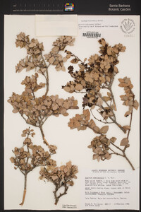 Quercus cedrosensis image