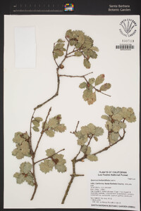 Quercus berberidifolia image