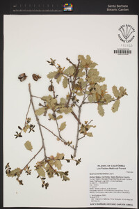 Quercus berberidifolia image