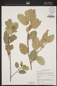 Quercus agrifolia image