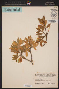 Chrysolepis sempervirens image