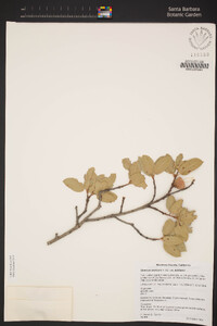 Quercus wislizeni var. wislizeni image