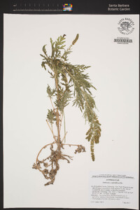 Ambrosia confertiflora image