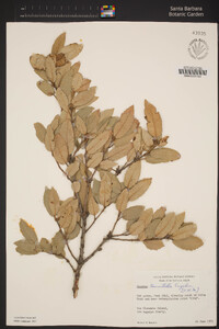 Quercus tomentella image