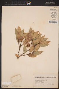 Quercus parvula var. parvula image