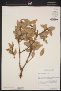 Quercus chrysolepis image