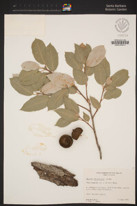 Quercus chrysolepis image