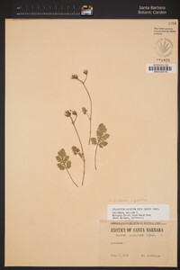 Image of Erodium rupestre