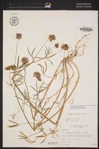 Trifolium willdenovii image