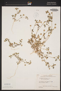 Trifolium microcephalum image