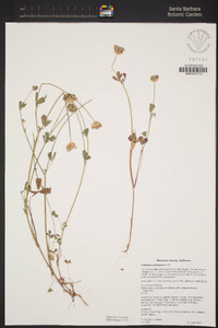 Trifolium ciliolatum image