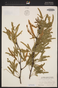 Prosopis glandulosa image