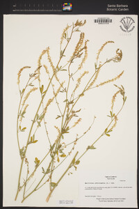 Melilotus officinalis image