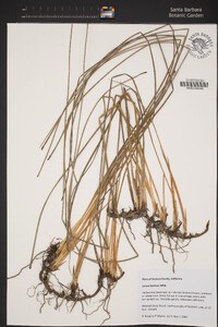 Juncus balticus image