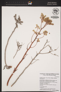 Dudleya virens subsp. insularis image