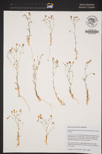 Gilia latiflora image