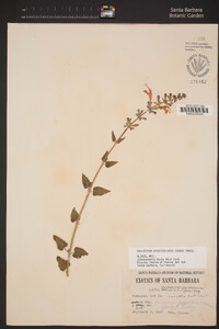 Salvia coccinea image