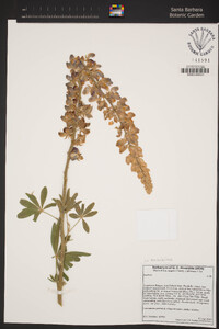 Lupinus excubitus image
