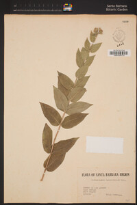 Pycnanthemum californicum image