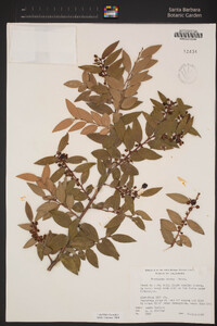 Vaccinium ovatum image