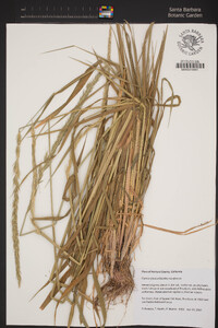 Elymus glaucus image