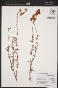 Eriogonum fasciculatum image