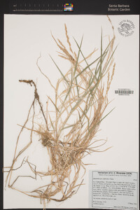 Muhlenbergia californica image