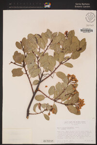 Arctostaphylos glandulosa image