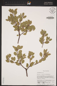 Arctostaphylos rudis image