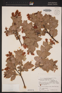 Arctostaphylos refugioensis image