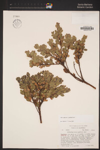 Arctostaphylos pacifica image