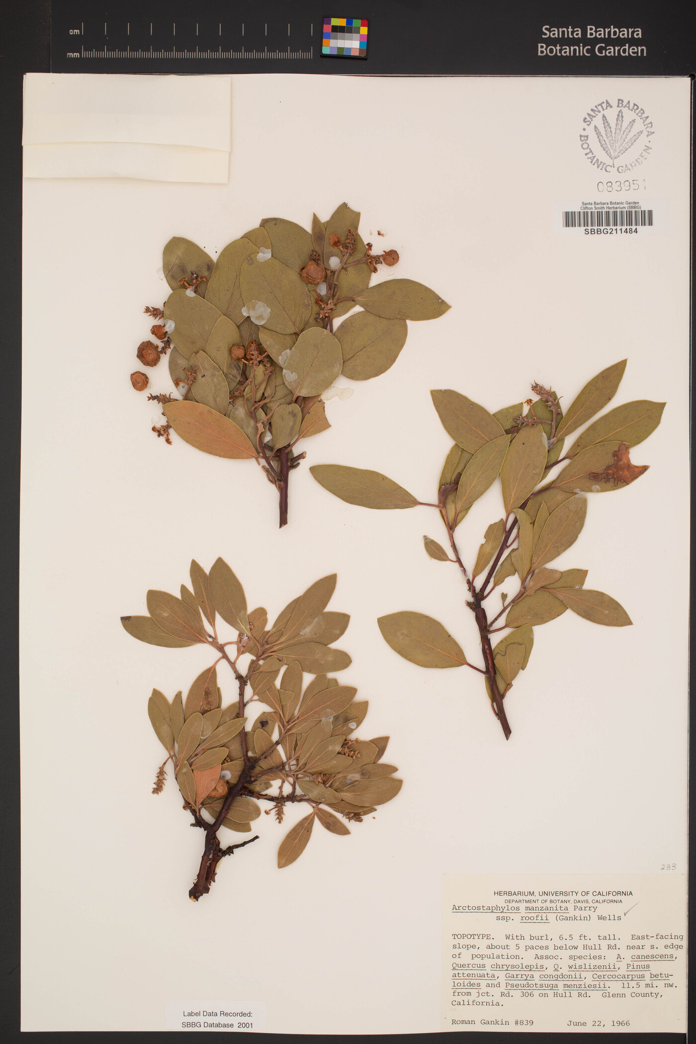 Arctostaphylos manzanita image