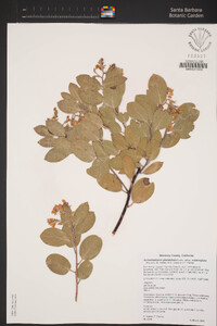 Arctostaphylos glandulosa subsp. cushingiana image