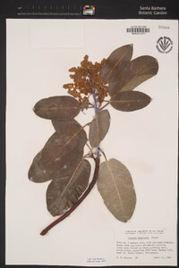 Arbutus menziesii image