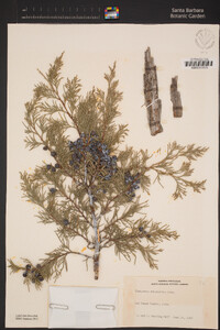 Juniperus scopulorum image