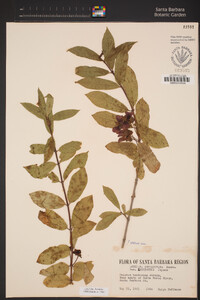 Lonicera involucrata image