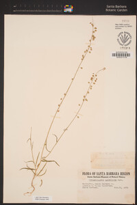 Thysanocarpus laciniatus image