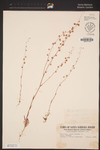 Thysanocarpus curvipes image