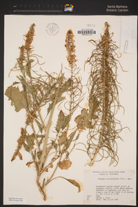 Thelypodium laciniatum image