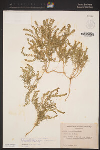 Lepidium strictum image