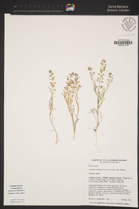 Lepidium nitidum image