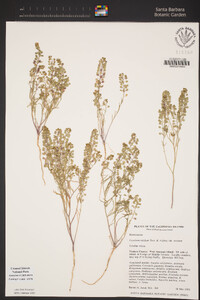 Lepidium nitidum image