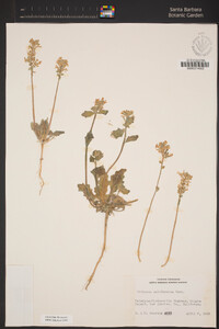 Dithyrea californica image