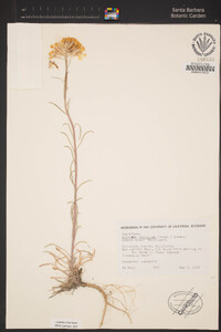 Erysimum capitatum image