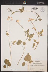 Cardamine californica image