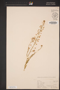 Camelina microcarpa image