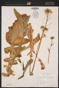 Brassica oleracea image